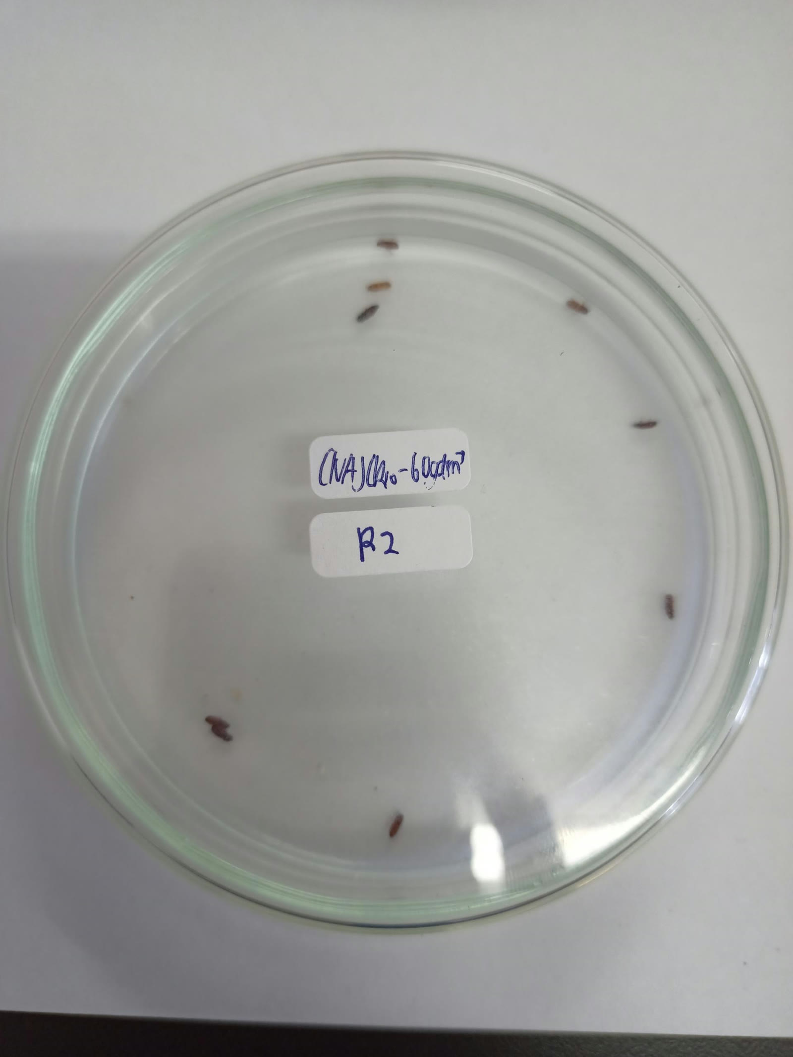Culture plate with red flour beetles